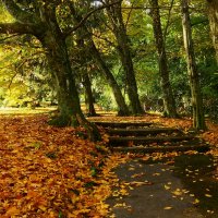 Осенние картинки :: Юрий. Шмаков Осенние картинки :: Юрий. Шмаков