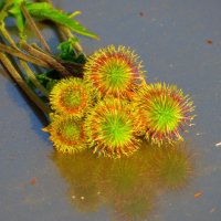 Букетик незнакомцев. :: nadyasilyuk Вознюк Букетик незнакомцев. :: nadyasilyuk Вознюк