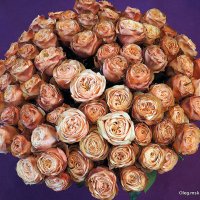 они на радость нам даны :: Олег Лукьянов