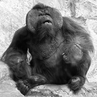 Орангутанг Бату :: Михаил Измайлов