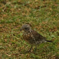 дрозд рябинник :: Сергей Лычагин дрозд рябинник :: Сергей Лычагин