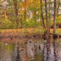 "Утка осенью в большой цене" (из Розенбаума) :: Андрей K.