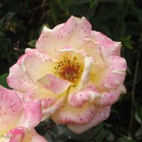 Роза :: Freddy 97