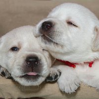 Братишки :: Андрей Пристяжнюк Братишки :: Андрей Пристяжнюк