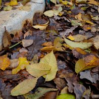 Старая листва :: Александр Синдерёв