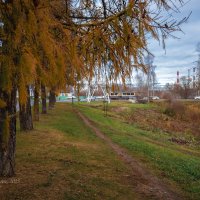 Осенняя лиственница :: Александр Синдерёв