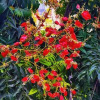 ДЕЛОНИКС   КОРОЛЕВСКИЙ :: Анатолий Малобродский