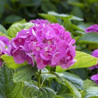 Гортензия :: Светлана Ищенко