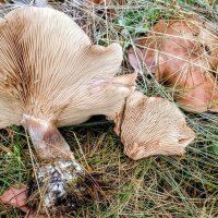 Грибной сезон :: Михаил Столяров Грибной сезон :: Михаил Столяров