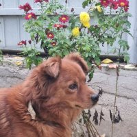 Прогулка у хризантем :: Наталья 