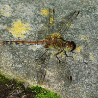 Как разнообразен этот мир! :: Владимир Манкер