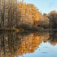 Осиновая роща :: skijumper Иванов Осиновая роща :: skijumper Иванов