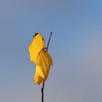 Знамя осени :: Светлана 