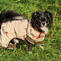 Красавчик в "пижамке" :: Светлана 