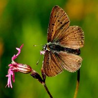 опять про бабочек...19 :: Александр Прокудин