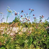 На пустыре :: Veera V