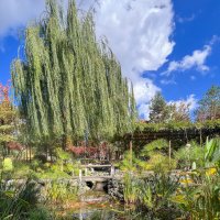 Краснодар. Японский сад в парке Галицкого :: Galina 