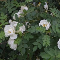 цветение у стройки :: Галина R...