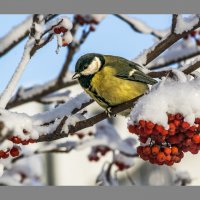 Синица :: SanSan 