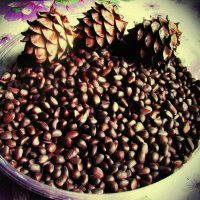 Кедровые орешки :: Людмила Смородинская