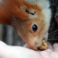 Три орешка для белочки :: Lersa 