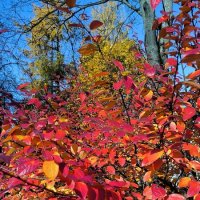 Багрец и золото уходящей осени. :: Ольга 