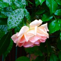 О цветах минувшего лета. :: Милешкин Владимир Алексеевич 