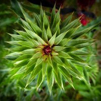 Симметрия. :: nadyasilyuk Вознюк Симметрия. :: nadyasilyuk Вознюк