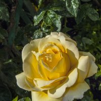 Глория Дей :: Валентин Семчишин Глория Дей :: Валентин Семчишин