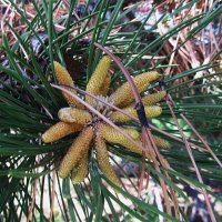 цветок сосны :: Елена Шаламова цветок сосны :: Елена Шаламова