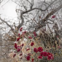 Из поздней осени... :: Bosanat Из поздней осени... :: Bosanat