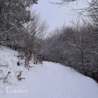 Природа Крыма :: Amazing Cosmea