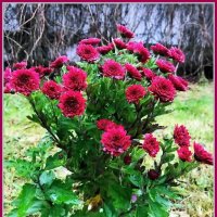 Хризантемы в саду :: Ольга Довженко Хризантемы в саду :: Ольга Довженко