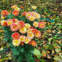 ,,, :: Сергей Тимоновский