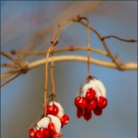 Ягоды в снегу. :: Александр 