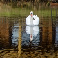 Лебедь :: Галина Ложечникова