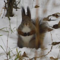 Меховое чудо :: Владимир Кириченко