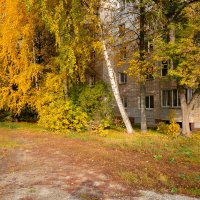 Осенние берёзы около дома :: Александр Синдерёв