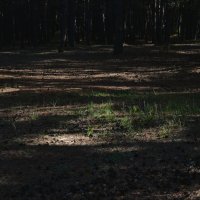 *** :: Наталья Покацкая