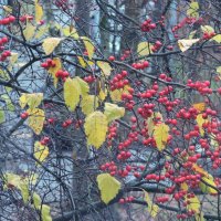 Вид из окна, боярышник :: Мария Васильева