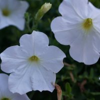 * * * :: Алёна Савина * * * :: Алёна Савина