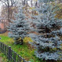 Ёлочки в церковном саду в Санкт-Петербурге. :: Светлана Калмыкова Калмыкова