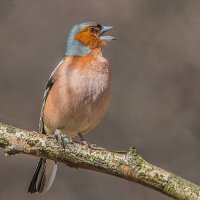 Зяблик. :: Nik Lovec