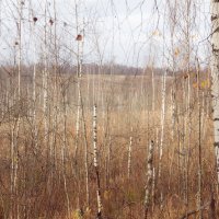 березы :: fogmeadowww m