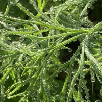 В росе :: Ольга Савельева 