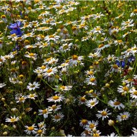 Лето :: Валентин Котляров