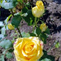 Роза жёлтая. :: Ирина ***