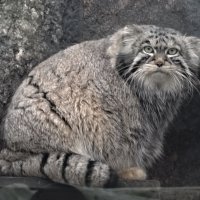 Манул Тимоша :: <<< Наташа >>>