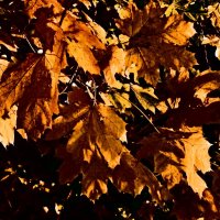 Осень 46 :: Алексей Кузнецов