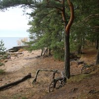 Репино :: Наталья Герасимова